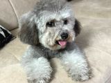 ÇOK ÖZEL SİLVER POODLE YAVRUMUZ