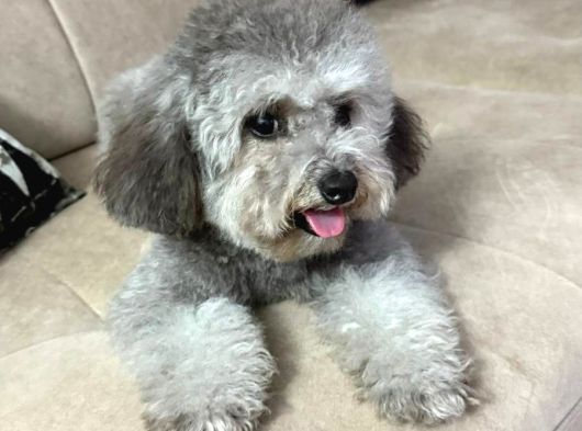 Çok Özel Si̇lver Poodle Yavrumuz