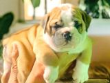 Nadi̇r  Kali̇tede  İngi̇li̇z  Buldog Yavrular