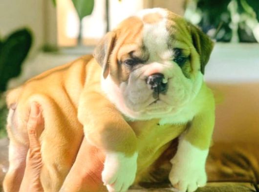Nadi̇r  Kali̇tede  İngi̇li̇z  Buldog Yavrular görsel