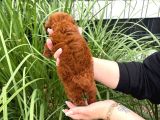 Kore Kan Red Brown Orji̇nal Toy Poodle