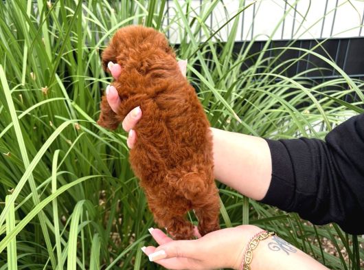 Kore Kan Red Brown Orji̇nal Toy Poodle görsel