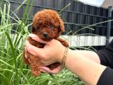 Kore Kan Red Brown Orji̇nal Toy Poodle