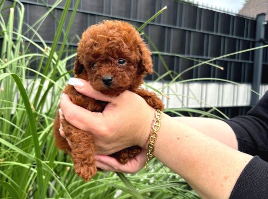 Kore Kan Red Brown Orji̇nal Toy Poodle görsel