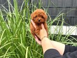 Kore Kan Red Brown Orji̇nal Toy Poodle