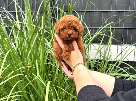 Kore Kan Red Brown Orji̇nal Toy Poodle görsel