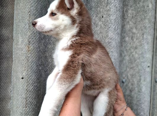 Husky Bebekler görsel