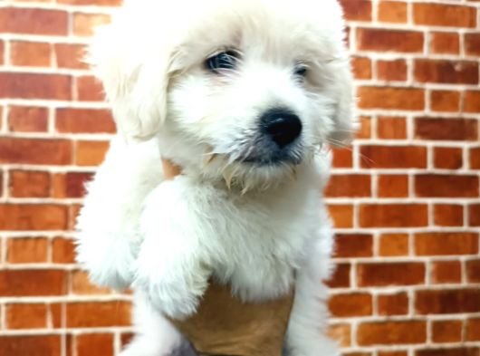 Uygun Terrier görsel