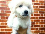 Uygun Terrier