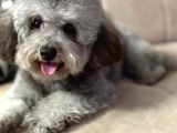 Çok Özel Si̇lver Poodle Yavrumuz