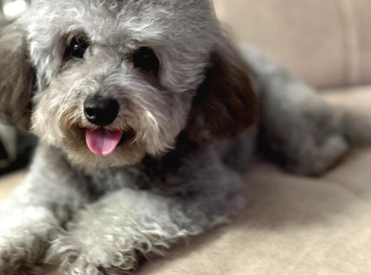 Çok Özel Si̇lver Poodle Yavrumuz görsel