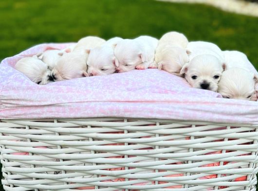 Eğitimli Ve Sevimli Irk Garantili Chihuahua Yavrular görsel