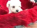 Pamuk Gibi  Kore Maltese Terrier