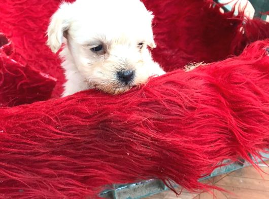Pamuk Gibi  Kore Maltese Terrier görsel