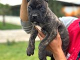 Cone Corso Yavrularımız Çiftliğimızden