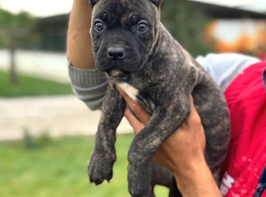 Cone Corso Yavrularımız Çiftliğimızden görsel