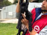 Cone Corso Yavrularımız Çiftliğimızden