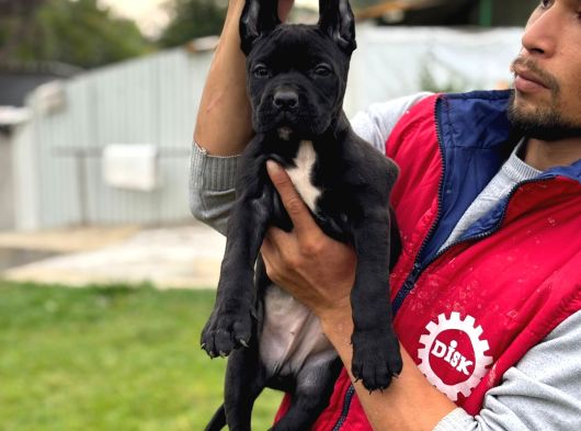 Cone Corso Yavrularımız Çiftliğimızden görsel