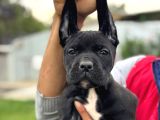 Cone corso yavrularımız çiftliğimızden