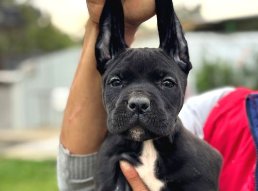 Cone Corso Yavrularımız Çiftliğimızden