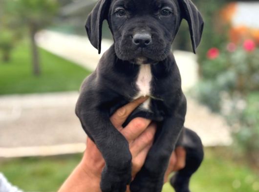 Cone Corso Yavrularımız Çiftliğimızden görsel