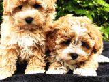 Maltipoo Yavruları Mama Ve Malzeme Kampanyali