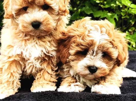 Maltipoo Yavruları Mama Ve Malzeme Kampanyali