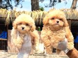 Maltipoo Yavruları Mama Ve Malzeme Kampanyali