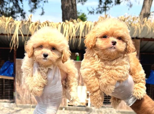 Maltipoo Yavruları Mama Ve Malzeme Kampanyali görsel