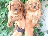 Maltipoo Yavruları Mama Ve Malzeme Kampanyali