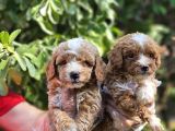 Maltipoo Yavruları Mama Ve Malzeme Kampanyali