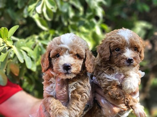 Maltipoo Yavruları Mama Ve Malzeme Kampanyali görsel