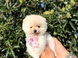 Micro Teacup Kilo Garantili Yavrumuz