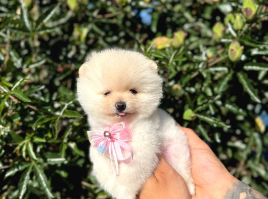 Micro Teacup Kilo Garantili Yavrumuz görsel