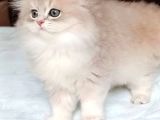Eşsi̇z Pudra Renk Blue Golden Ay11 Bri̇ti̇sh Longhai̇r Yavrum