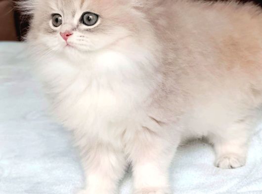 Eşsi̇z Pudra Renk Blue Golden Ay11 Bri̇ti̇sh Longhai̇r Yavrum görsel