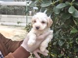 Korean Maltese Terrier Yavrular Mama Ve Malzeme Paketi