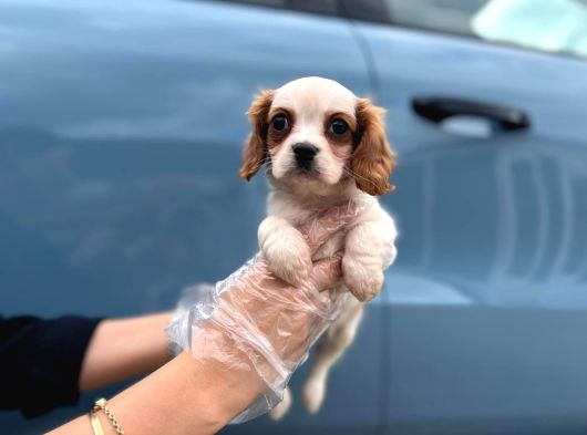 Cavalier King Charles Teslime Hazır Yavrular