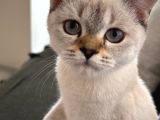 British Blue Point