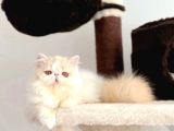 Kedi lerim  ile ilgili bilgi için lütfen arayın