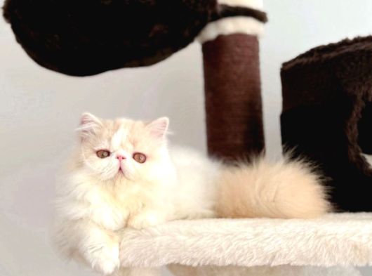 Kedi Lerim  Ile Ilgili Bilgi Için Lütfen Arayın