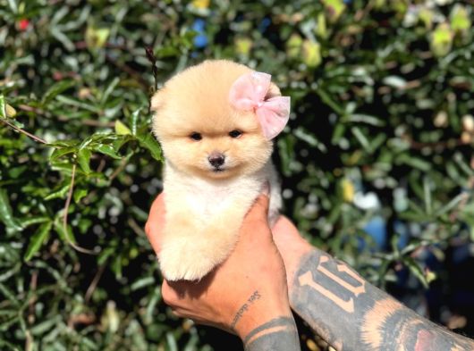 Micro Teacup Kilo Garantili Yavrumuz görsel