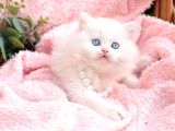 Kalitede Siilver Ns24 British Shorthair