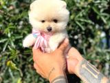 Micro Teacup Kilo Garantili Yavrumuz