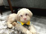 2 aylık maltipoo yavru mavi gözlü pembe burunlu