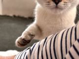 British Blue Point