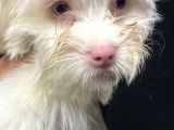 2 Aylık Maltipoo Yavru Mavi Gözlü Pembe Burunlu