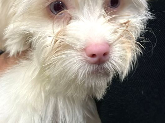 2 Aylık Maltipoo Yavru Mavi Gözlü Pembe Burunlu görsel