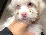 2 Aylık Maltipoo Yavru Mavi Gözlü Pembe Burunlu