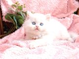 Kalitede Siilver Ns24 British Shorthair